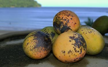 Guava Beyond Pastries: Savory Applications for This Fruit