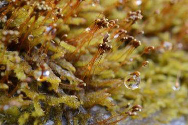 Sea Moss Beverages: The Mineral-Rich Wellness Boost