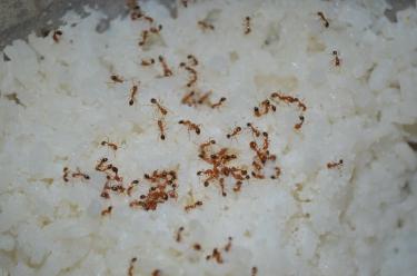 Diri Djon Djon: Haitian Black Rice Traditional Recipes