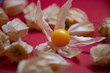 Japanese Yuzu in Modern Cooking: Citrus Beyond Lemon