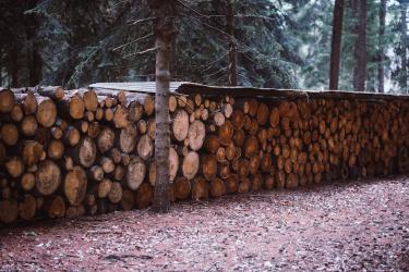 Wood-Fired Cooking: Mastering Outdoor Heat