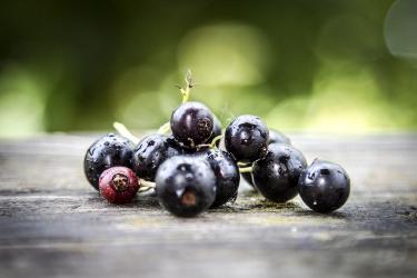 Black Currant Desserts: Baking With the Flavor of 2026