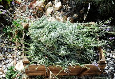 Best Practices for Storing Fresh Herbs Long Term