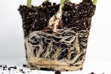 Root-to-Stem Cooking: Zero Waste Kitchen Strategies