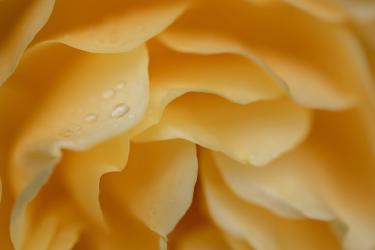 Cottage Cheese Pasta Sauce: The Protein-Rich Viral Swap